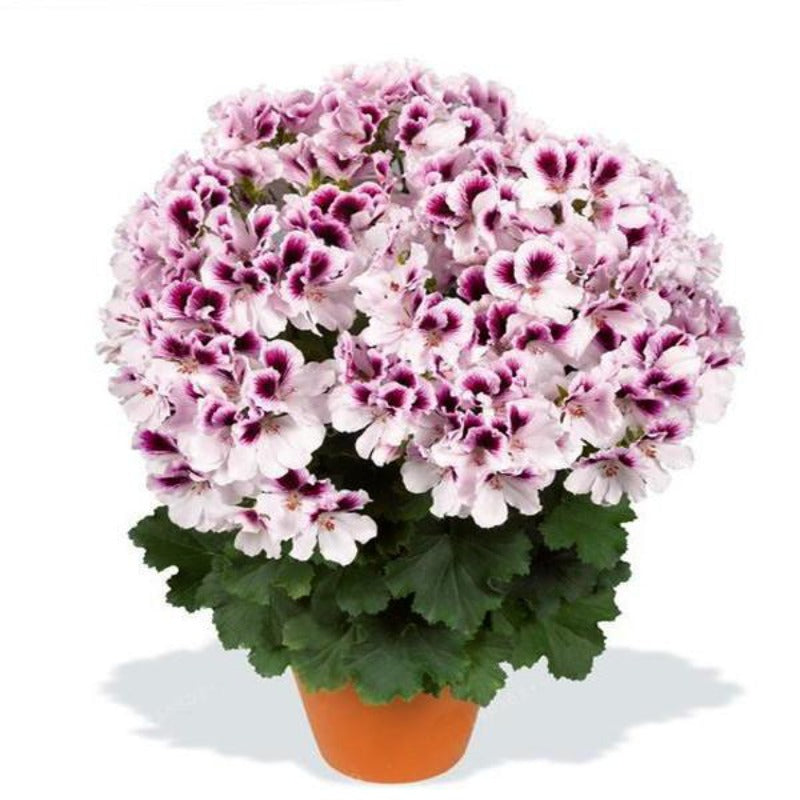 Pelargonium Hybrid Candy Flowers Indoor Plant Seeds