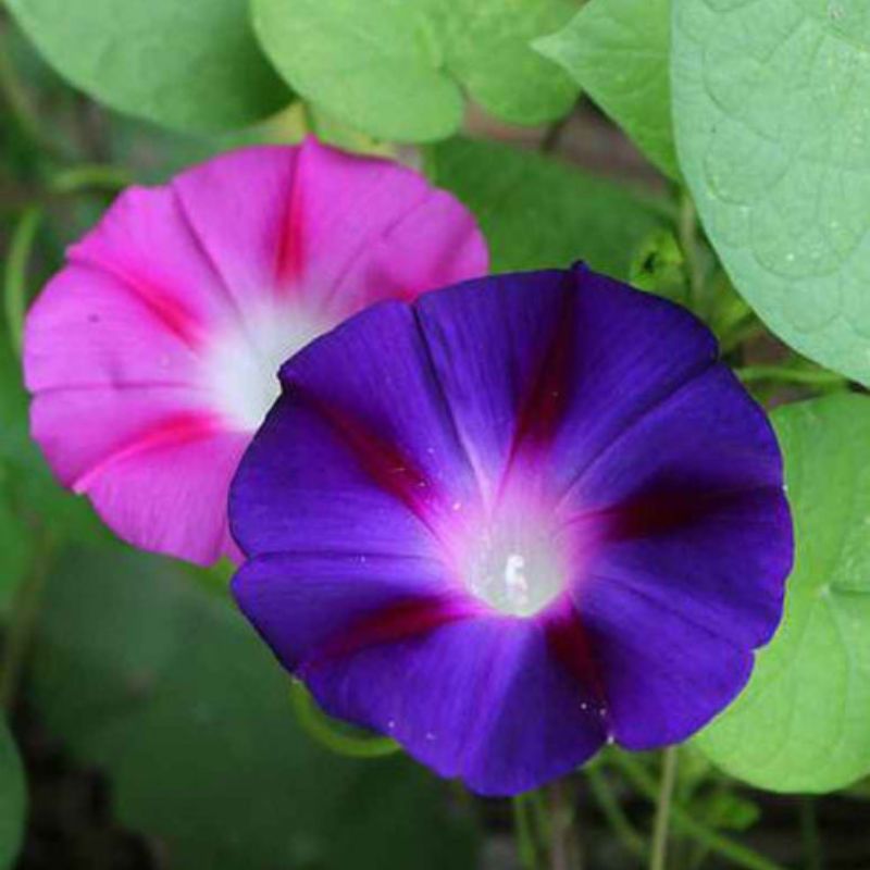 Mix Ipomoea Morning Glory Seeds