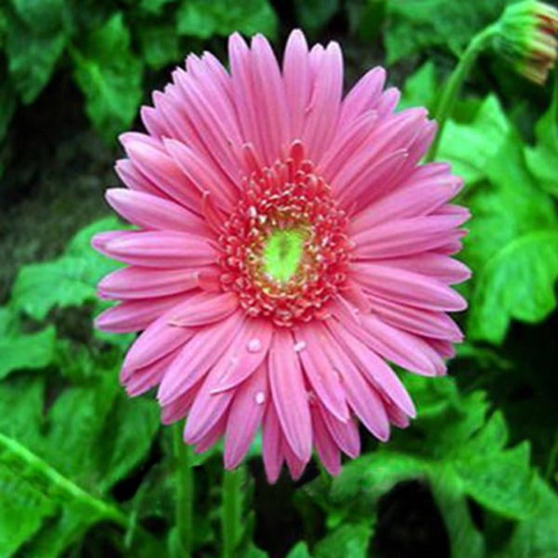 Blooming Gerbera Seeds
