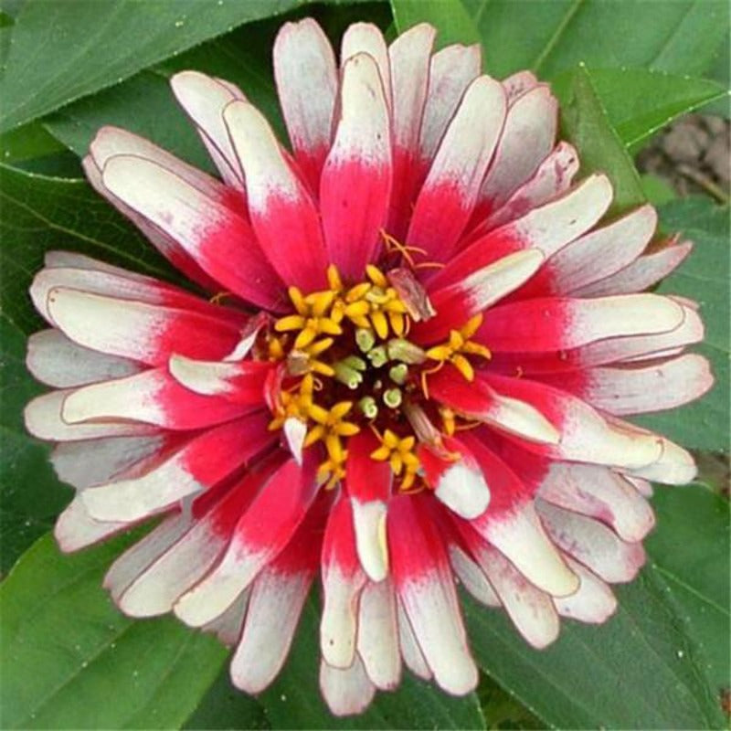 White And Red Small Zinnia Flower Seeds