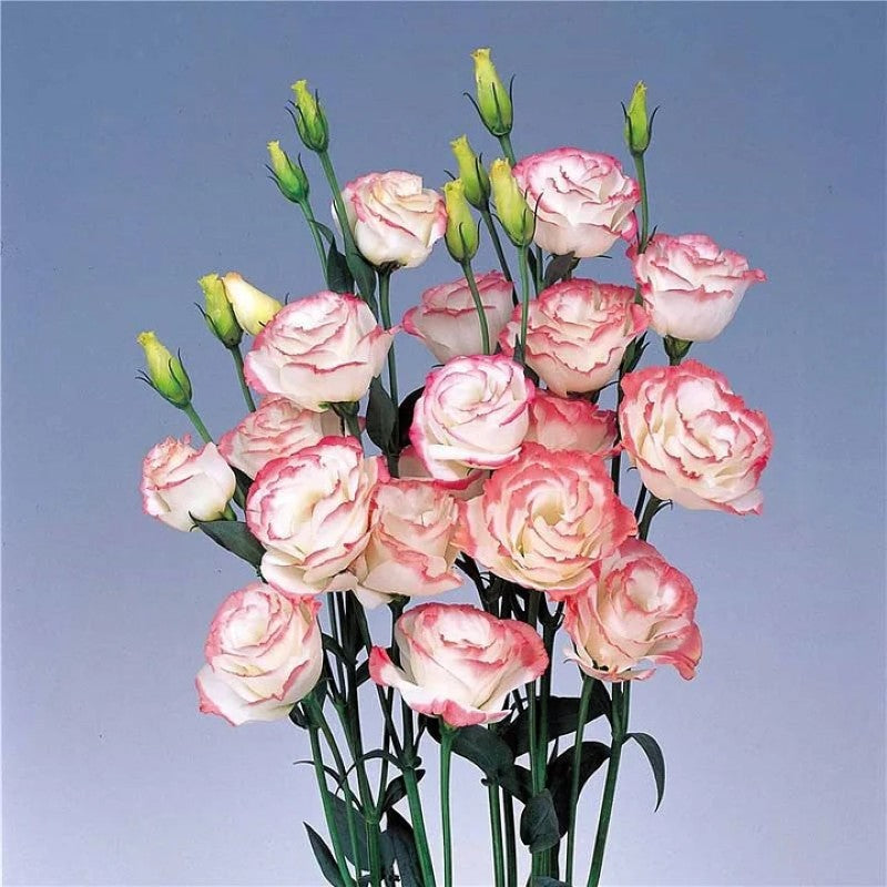 Lisianthus Flowers Seeds