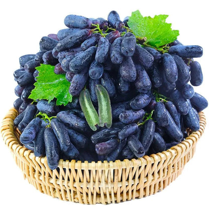 Sapphire Grape Planting Seeds