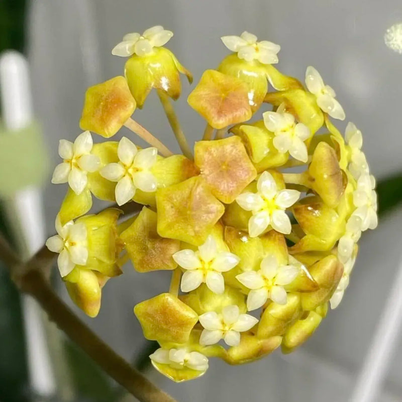 Ball Orchid Star Shaped Flower Seeds