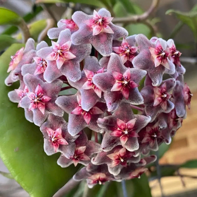 Ball Orchid Star Shaped Flower Seeds