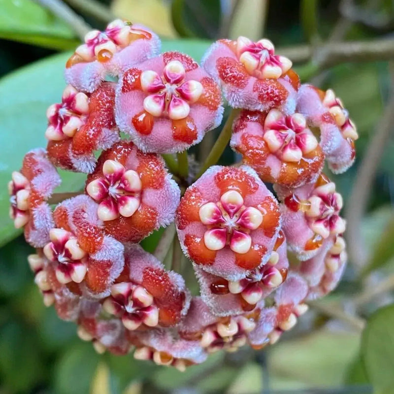 Ball Orchid Star Shaped Flower Seeds