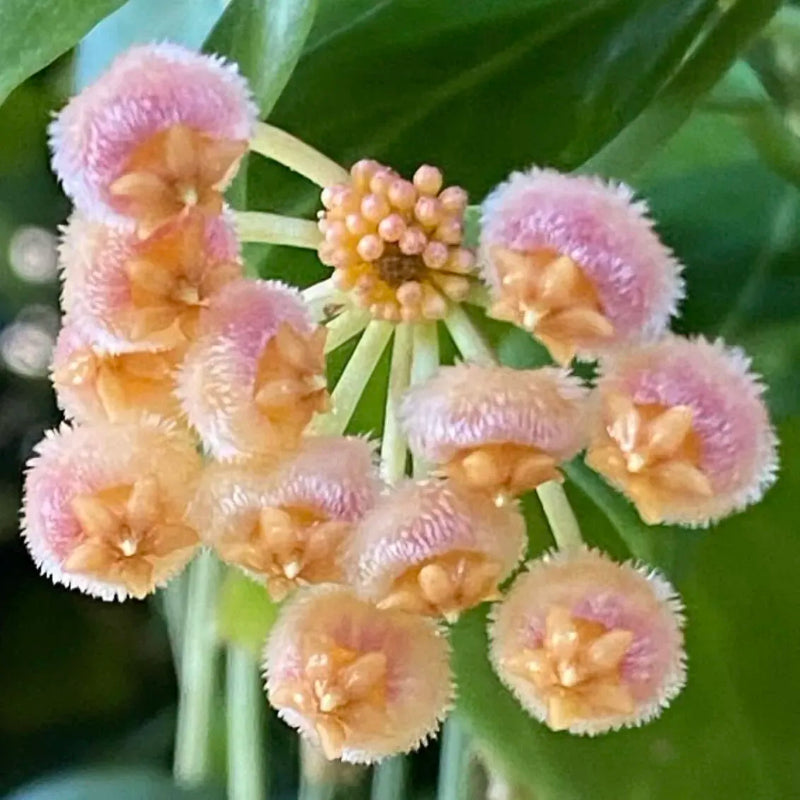 Ball Orchid Star Shaped Flower Seeds