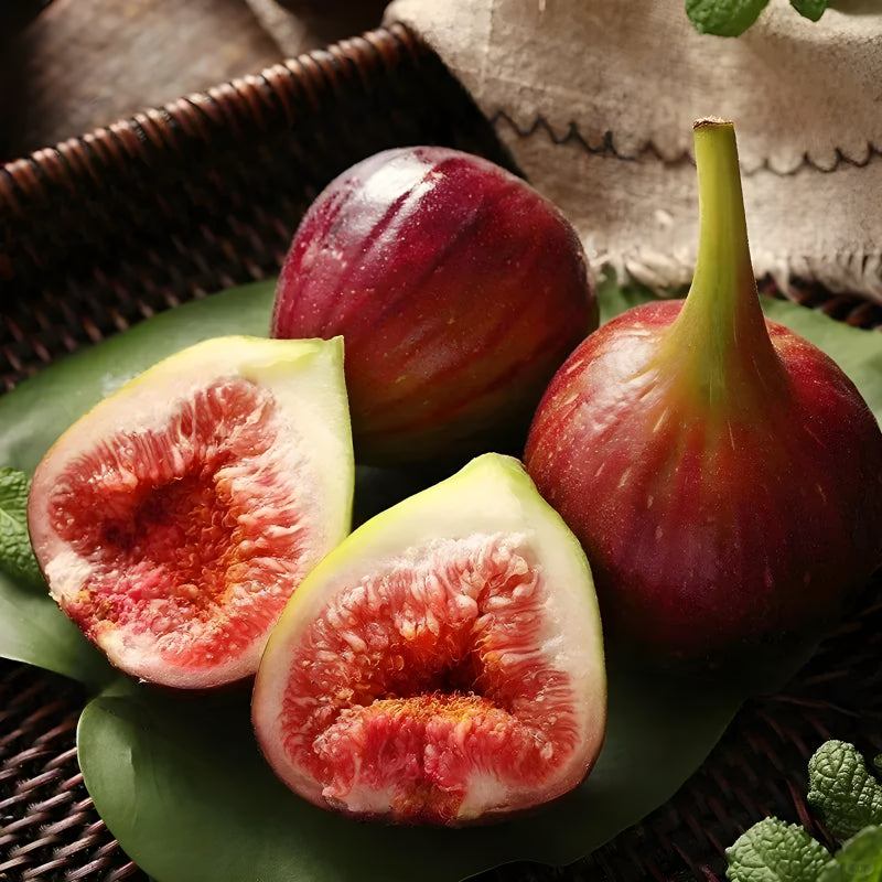 Giant Fig Tree Seeds