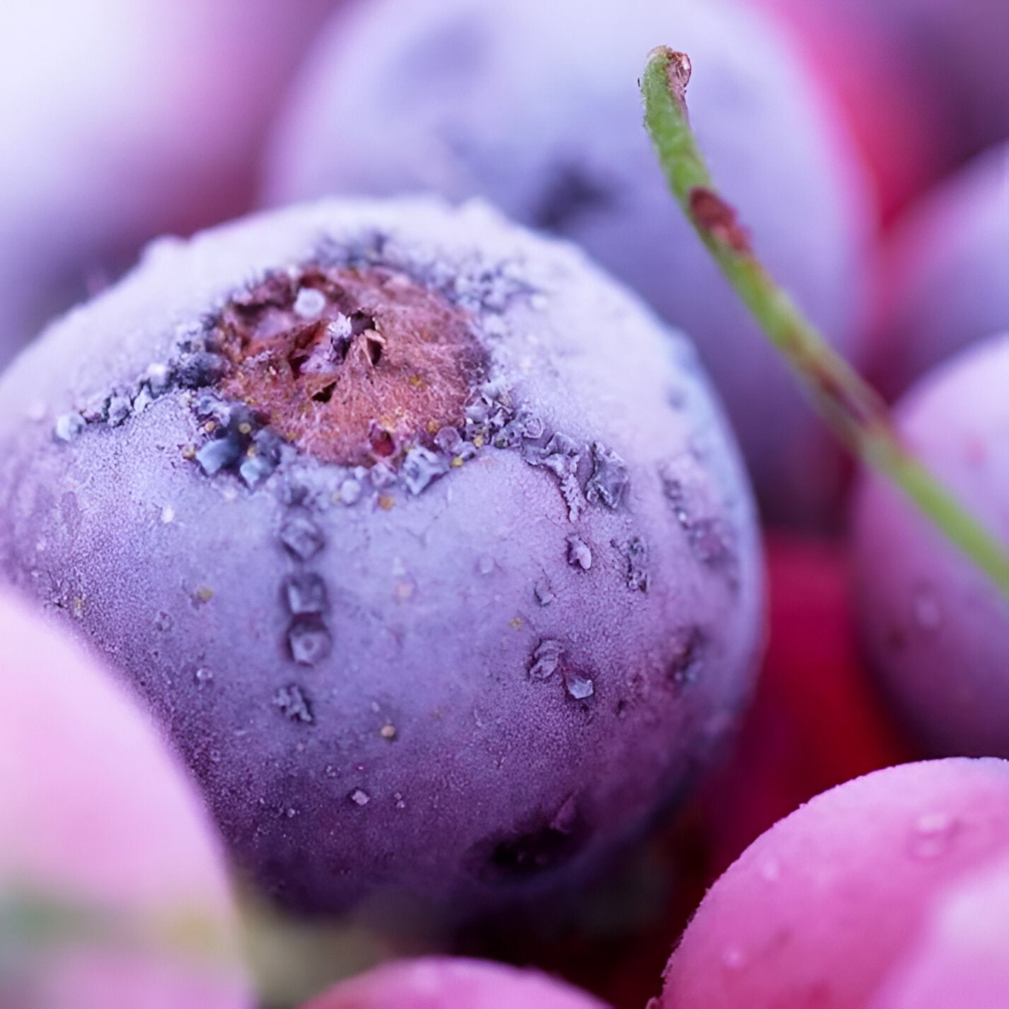 Blueberry Seeds