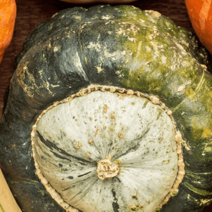 Burgess Buttercup Squash Seeds - Heirloom Sweet Stringless Non GMO