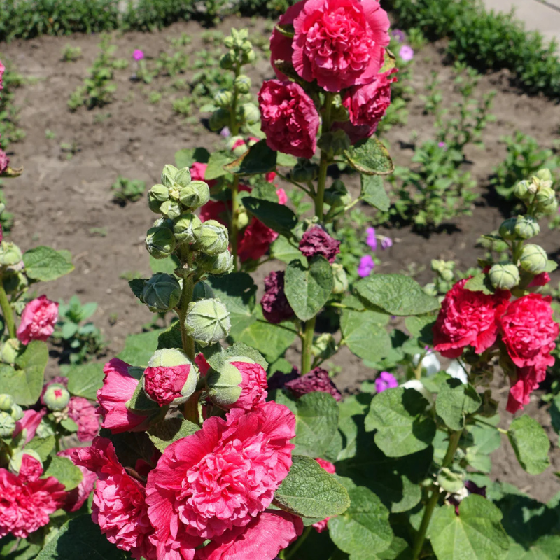 Double Bloom Hollyhock Seeds