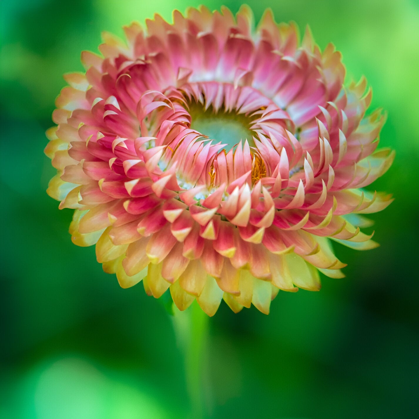 Helichrysum Strawflower Seeds