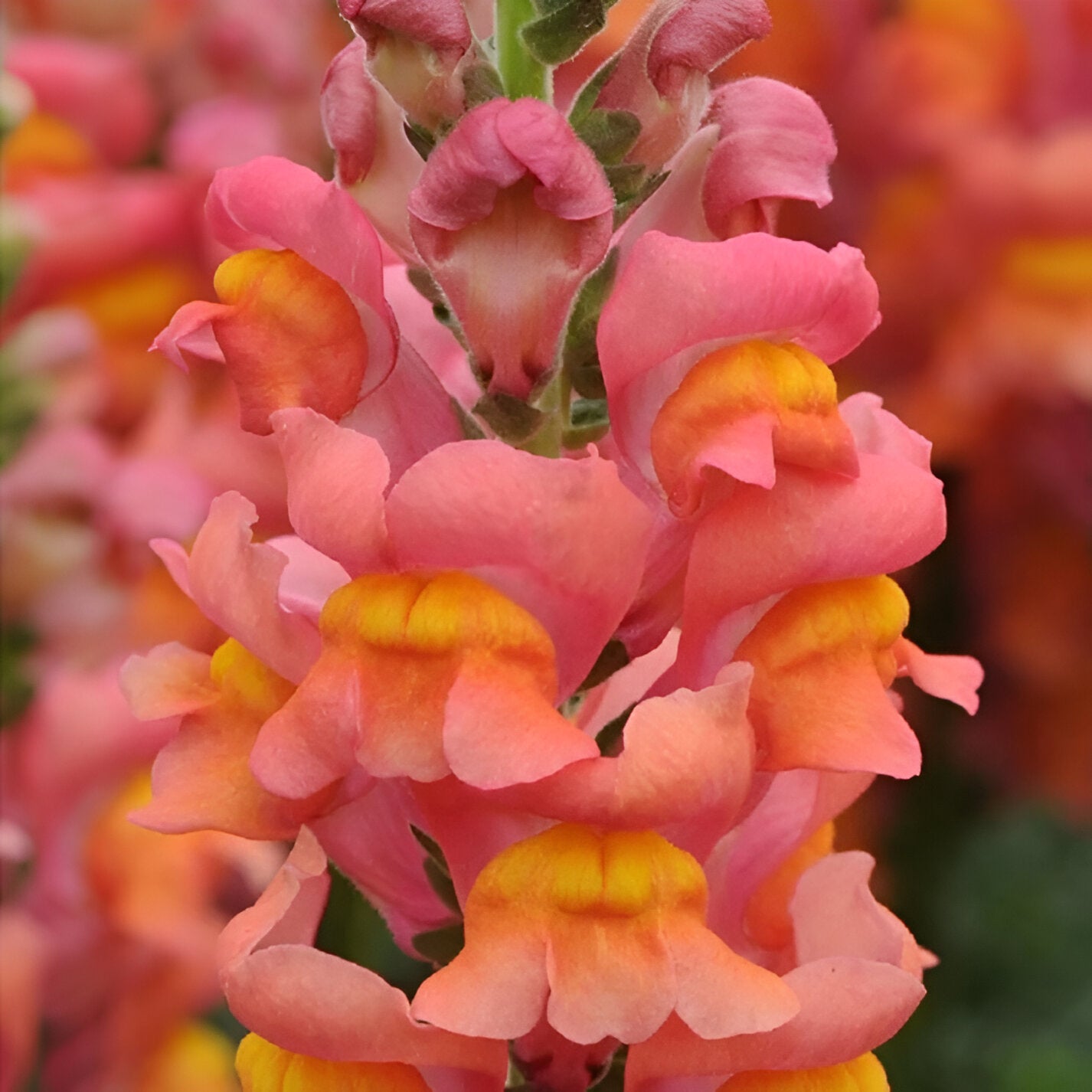 Snapdragon Flower Seeds