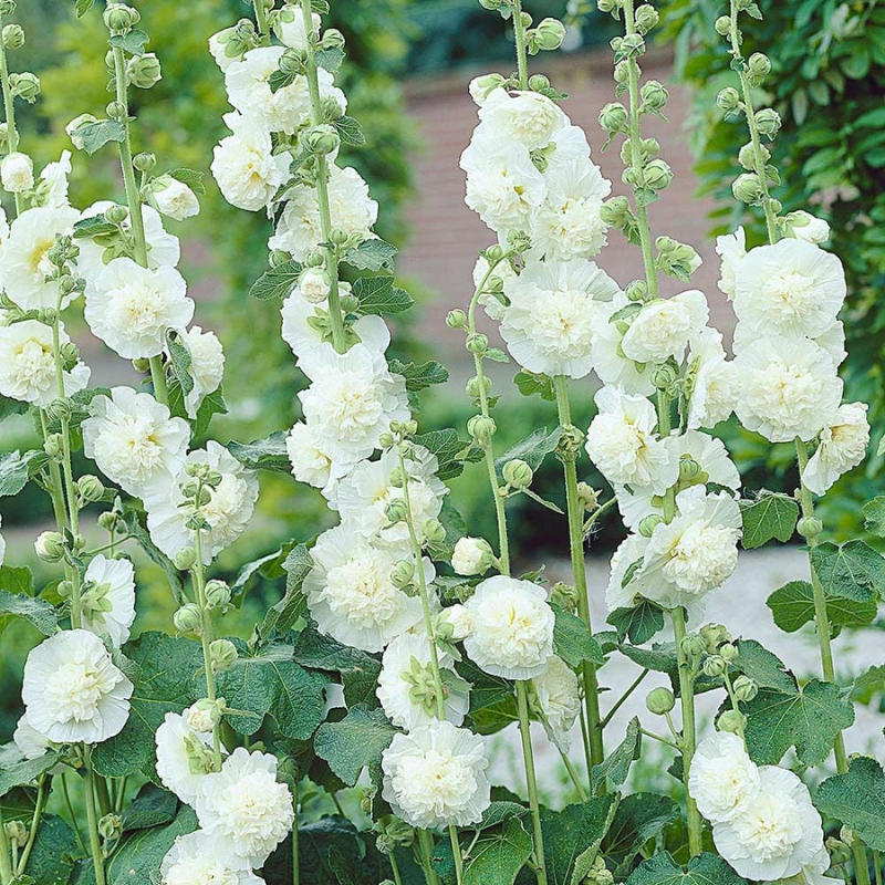 Double Bloom Hollyhock Seeds