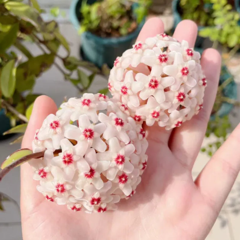 Ball Orchid Star Shaped Flower Seeds