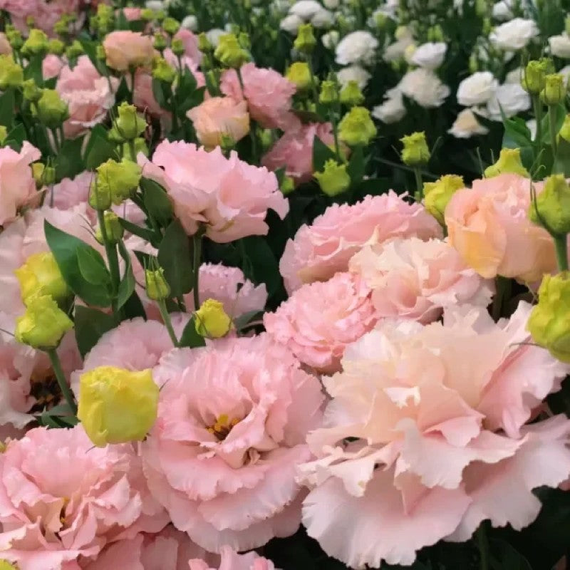 Lisianthus Flowers Seeds