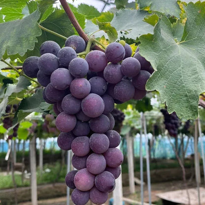 Climbing Grape Plant Seeds