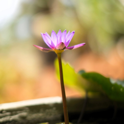 Japanese Lotus Perfume Oil