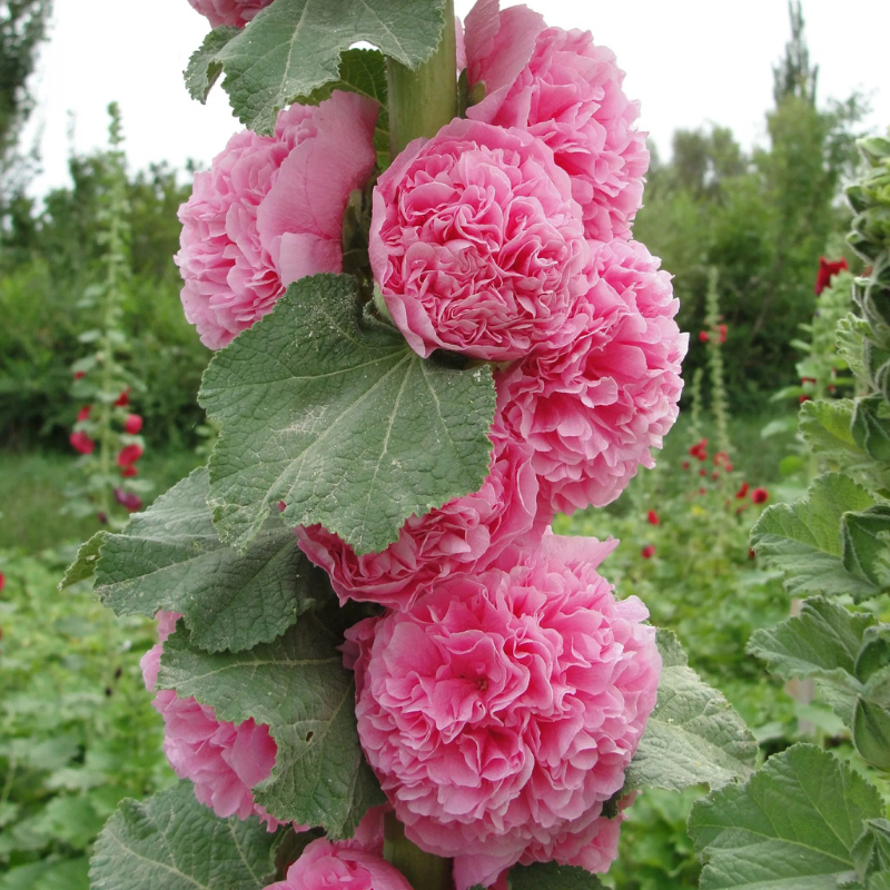 Double Bloom Hollyhock Seeds