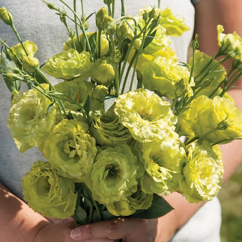 Lisianthus Flowers Seeds