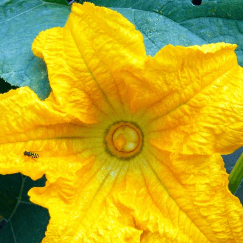 Burgess Buttercup Squash Seeds - Heirloom Sweet Stringless Non GMO