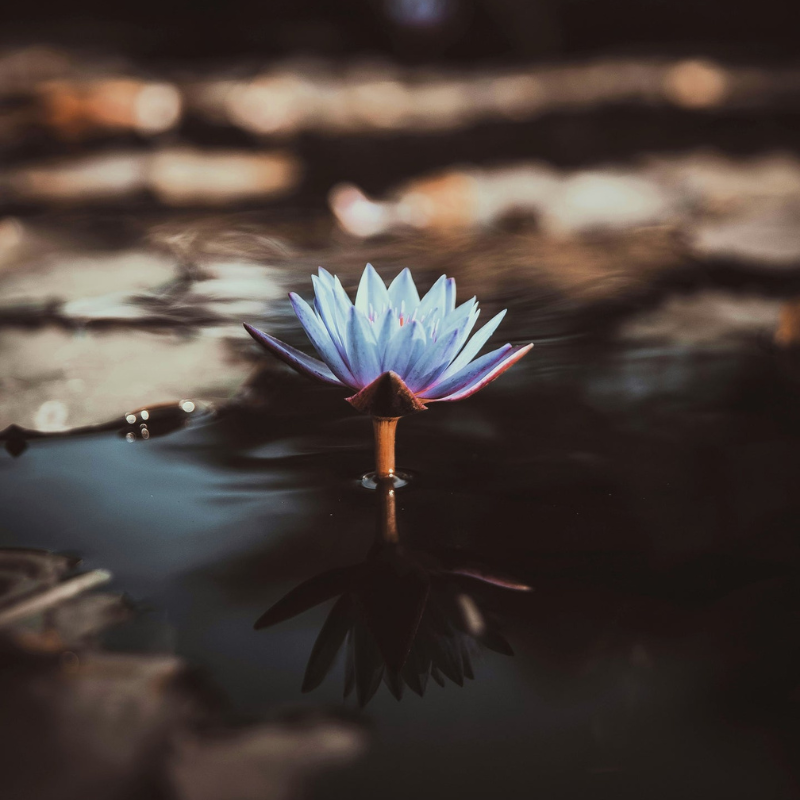 Japanese Lotus Perfume Oil