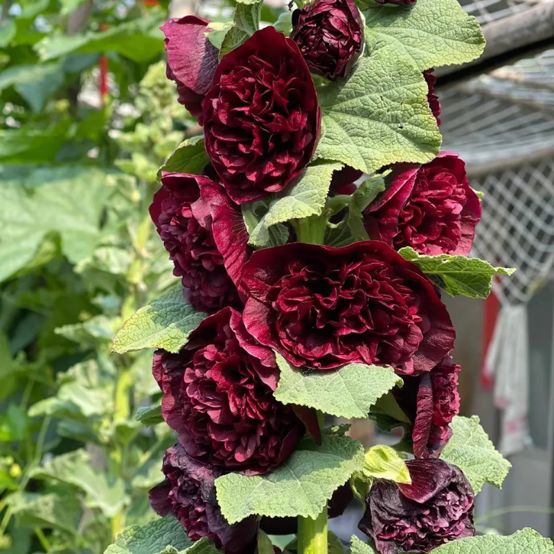 Double Bloom Hollyhock Seeds