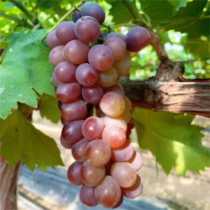Climbing Grape Plant Seeds
