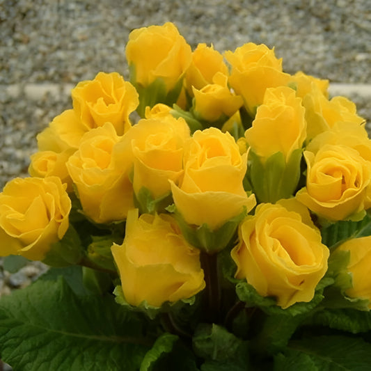 Yellow Rose Primula Seeds