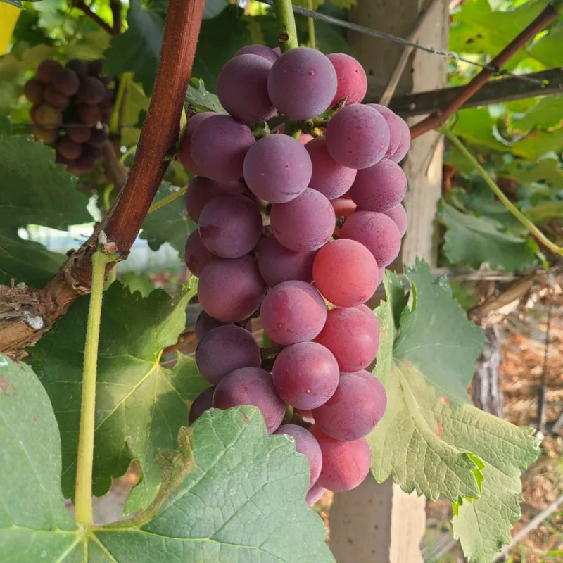 Climbing Grape Plant Seeds