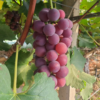 Climbing Grape Plant Seeds