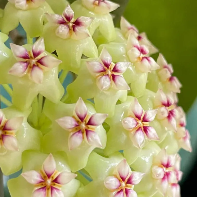 Ball Orchid Star Shaped Flower Seeds