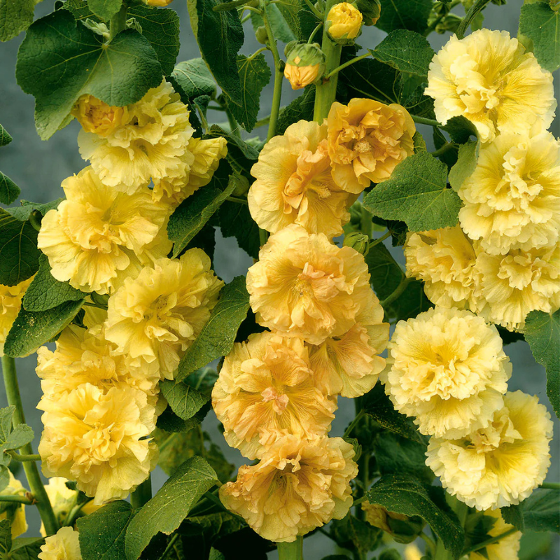 Double Bloom Hollyhock Seeds