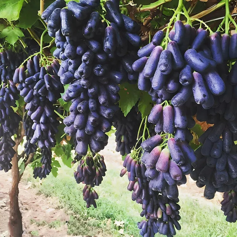 Sapphire Grape Planting Seeds