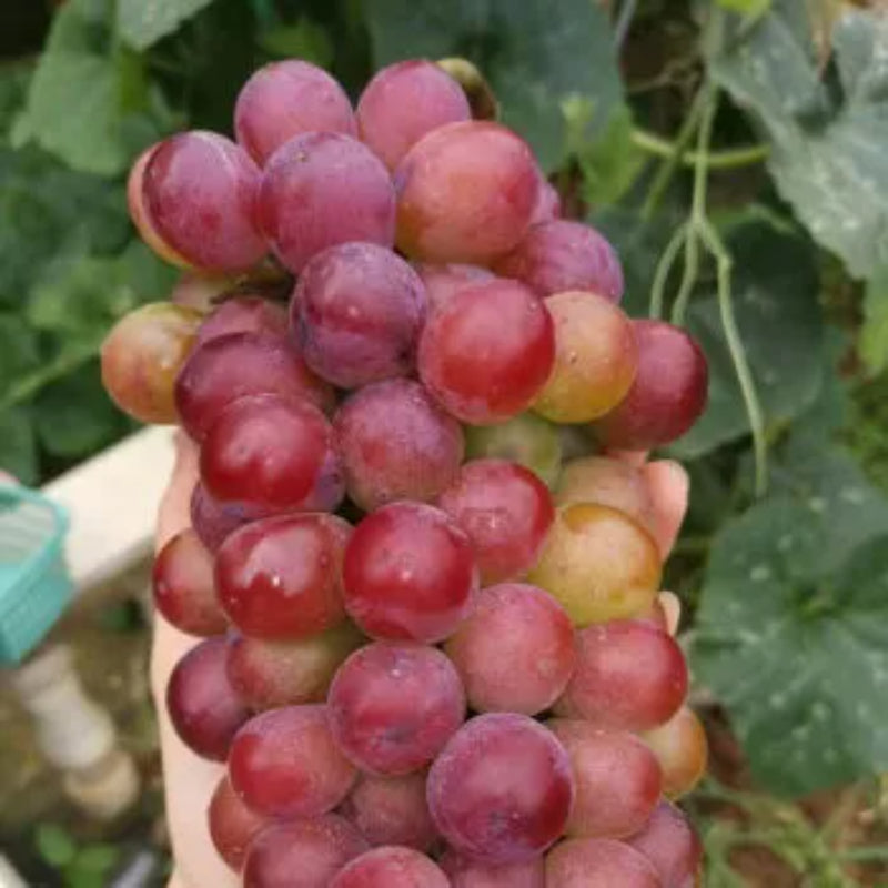 Climbing Grape Plant Seeds