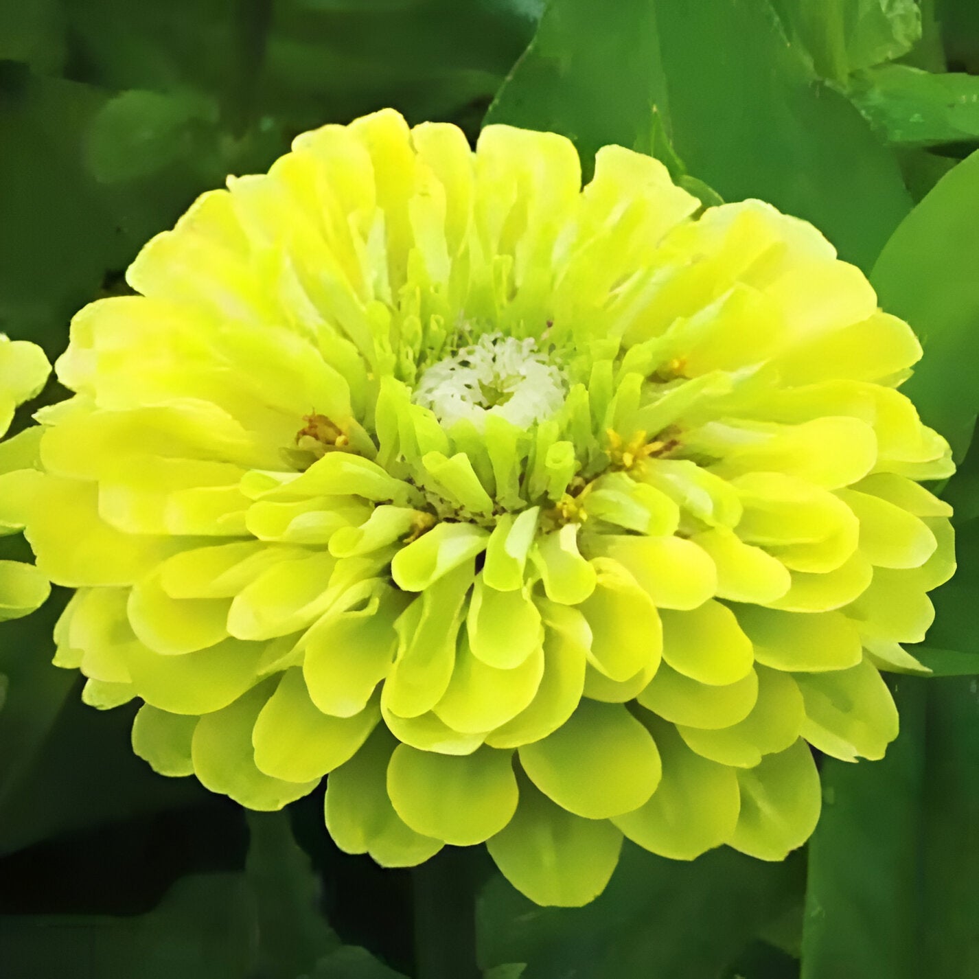 Giant Zinnia Queen Lime Seeds