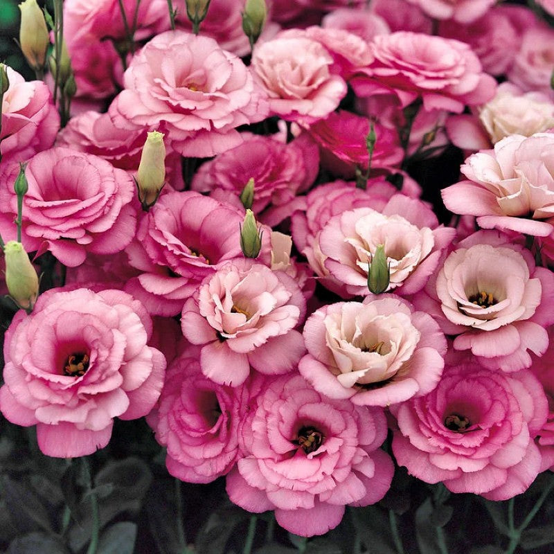Lisianthus Flowers Seeds