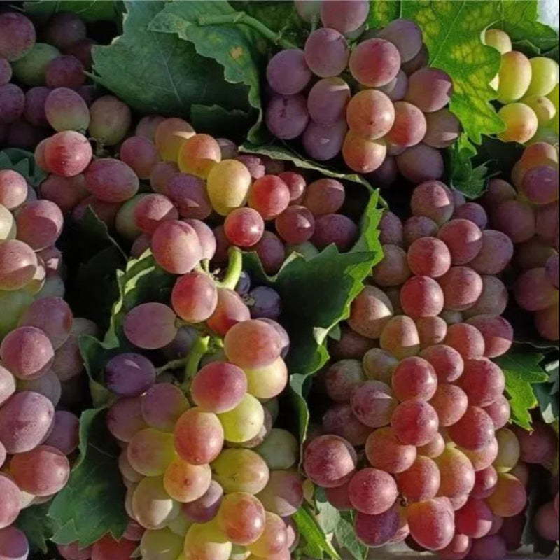 Climbing Grape Plant Seeds