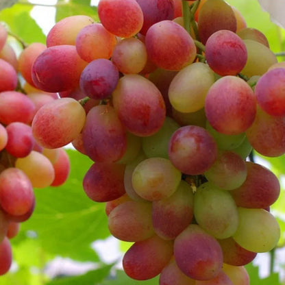 Climbing Grape Plant Seeds