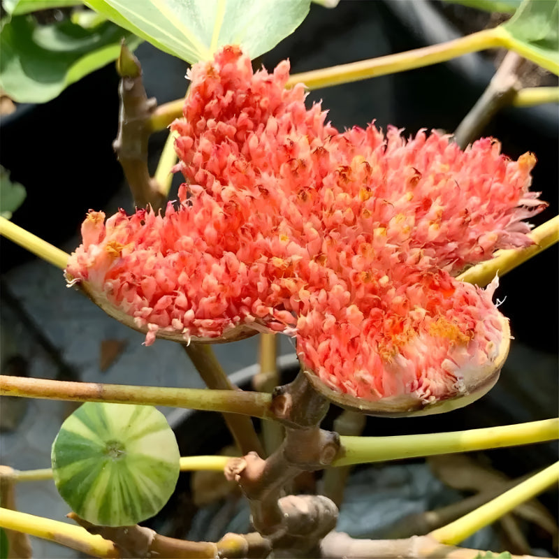Giant Fig Tree Seeds