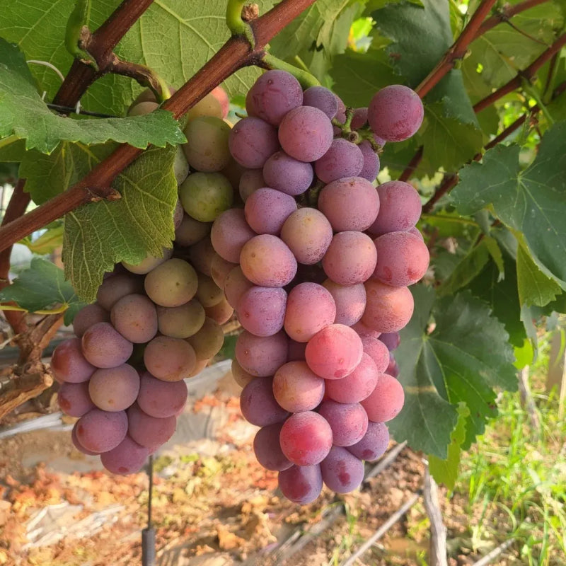 Climbing Grape Plant Seeds