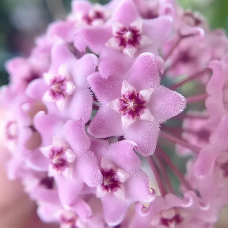 Ball Orchid Star Shaped Flower Seeds