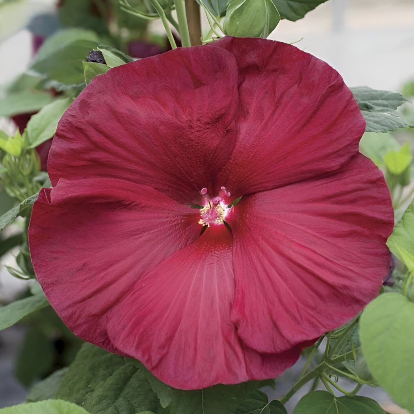 Deep Red Hibiscus Seeds