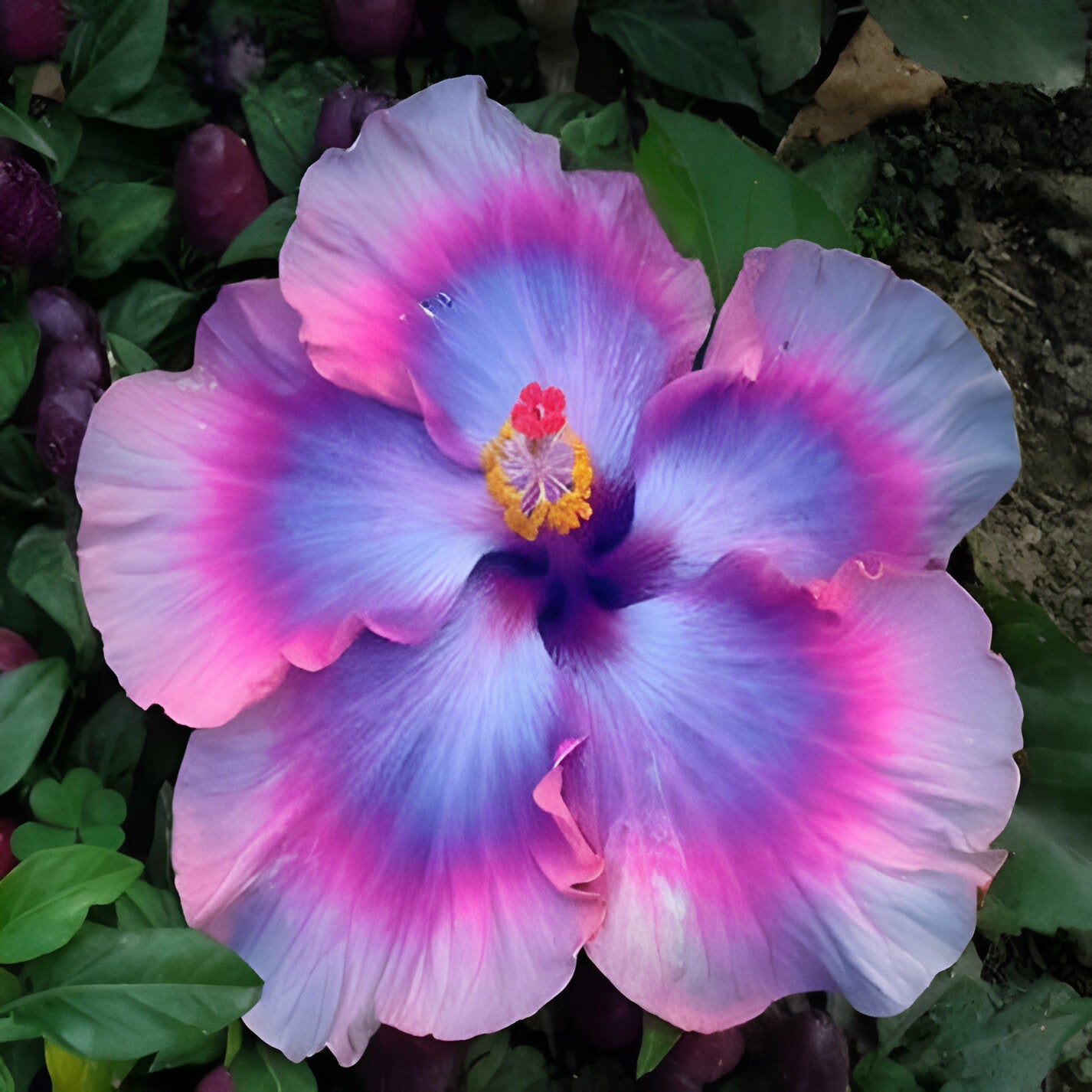 Giant Ombre Hibiscus Coral Flower Seeds