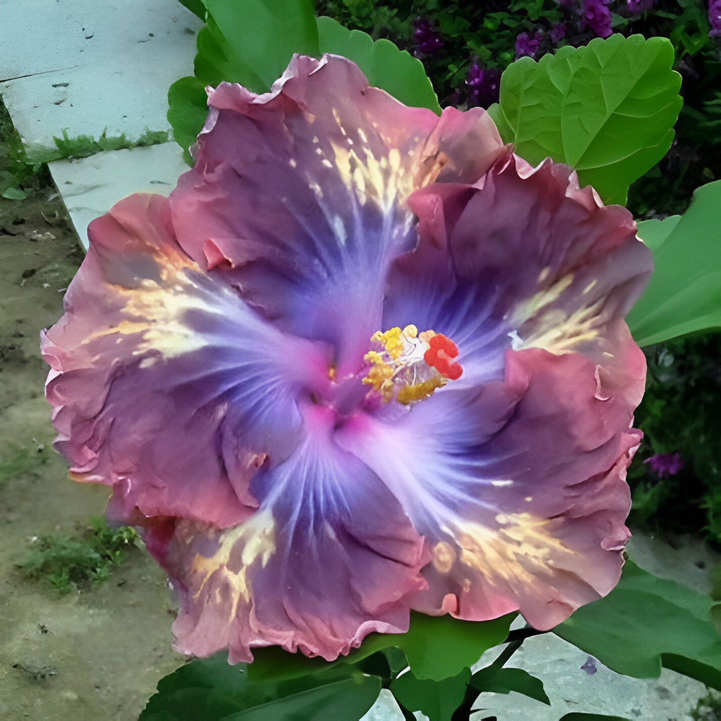 Giant Dark Purple Mix Hibiscus Coral Flower Seeds