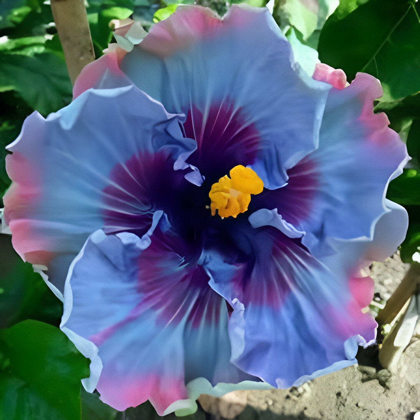 Giant Dark Blue Mix Hibiscus Coral Flower Seeds