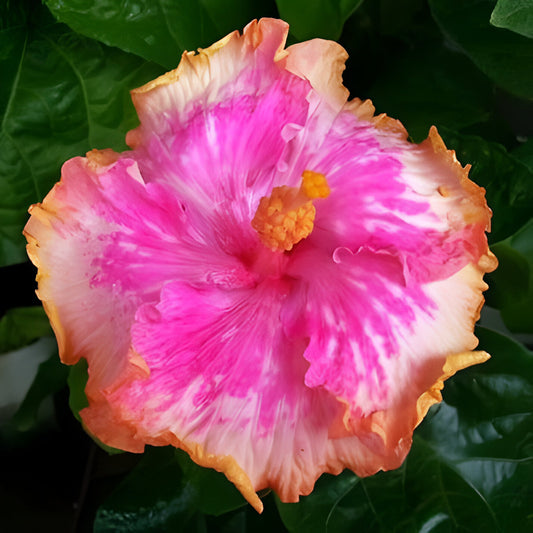 Giant Pink Hibiscus Coral Flower Seeds