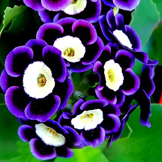 Black Purple Scarce Phantom Petunia Flower Seeds