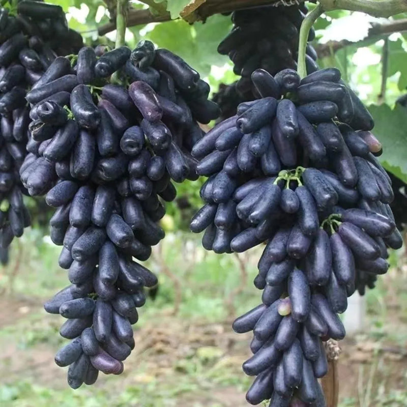 Sapphire Grape Planting Seeds