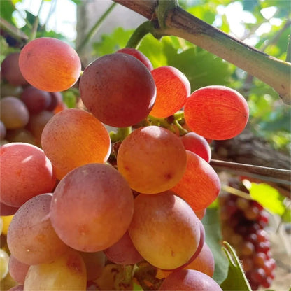 Climbing Grape Plant Seeds