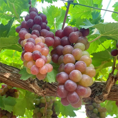 Climbing Grape Plant Seeds
